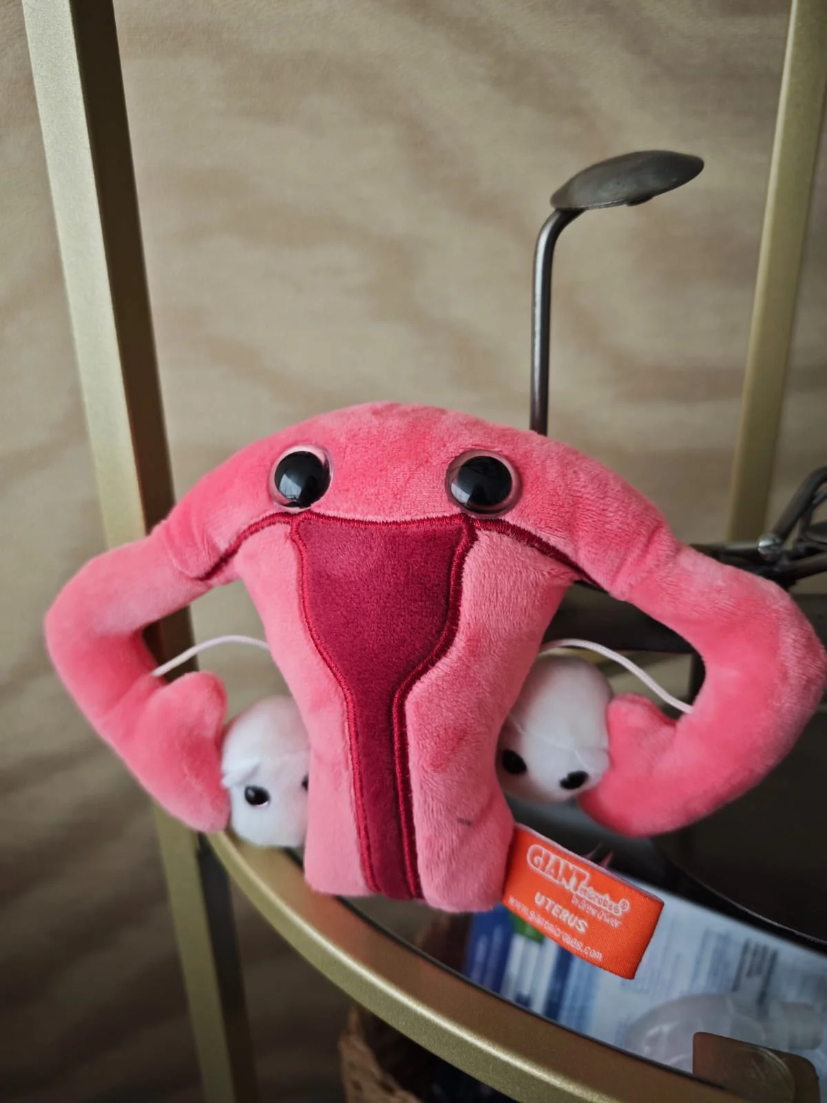 Material didáctico que se usa en consulta para explicar la anatomía femenina